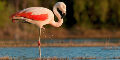 Flamencos en la playa